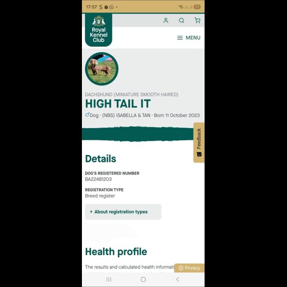 Dachshund (Miniature Smooth Haired)