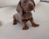 Dachshund (Miniature Smooth Haired)