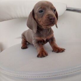 Dachshund (Miniature Smooth Haired)