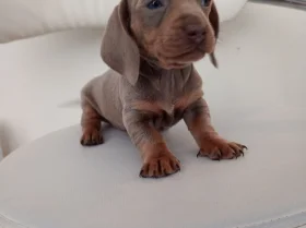 Dachshund (Miniature Smooth Haired)