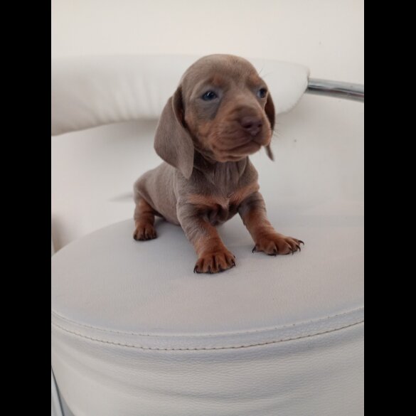 Dachshund (Miniature Smooth Haired)