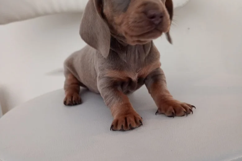 Dachshund (Miniature Smooth Haired)