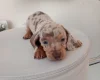 Dachshund (Miniature Smooth Haired)