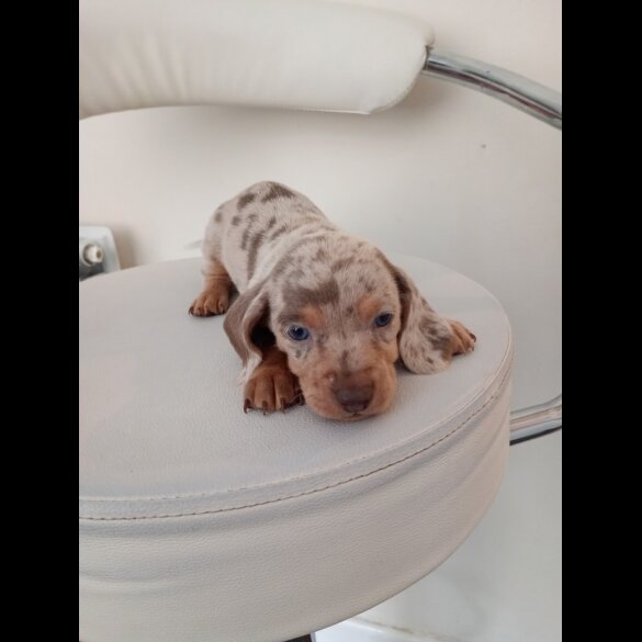 Dachshund (Miniature Smooth Haired)