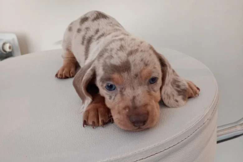 Dachshund (Miniature Smooth Haired)