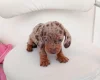 Dachshund (Miniature Smooth Haired)