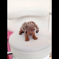 Dachshund (Miniature Smooth Haired)