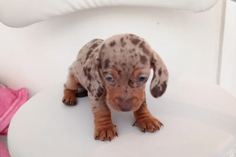 Dachshund (Miniature Smooth Haired)