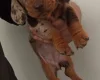 Dachshund (Miniature Smooth Haired)