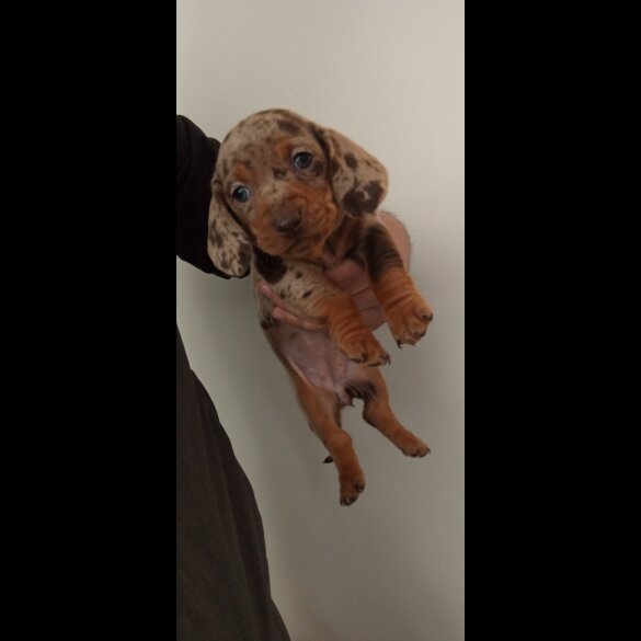 Dachshund (Miniature Smooth Haired)