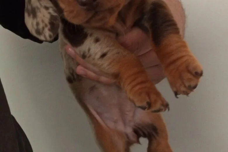 Dachshund (Miniature Smooth Haired)