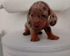 Dachshund (Miniature Smooth Haired)