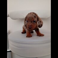 Dachshund (Miniature Smooth Haired)