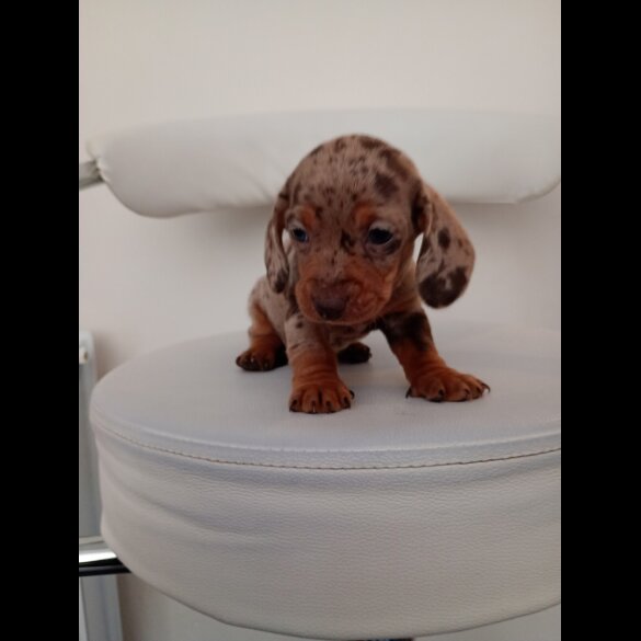 Dachshund (Miniature Smooth Haired)