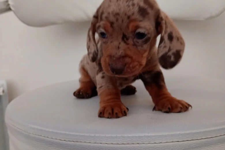 Dachshund (Miniature Smooth Haired)