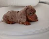 Dachshund (Miniature Smooth Haired)