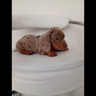 Dachshund (Miniature Smooth Haired)
