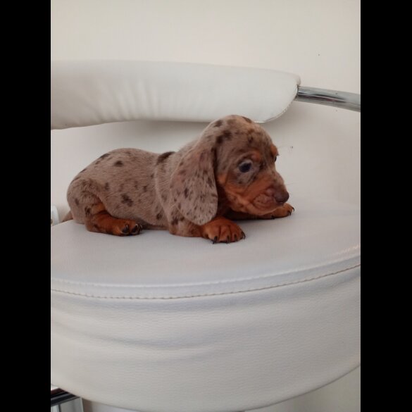 Dachshund (Miniature Smooth Haired)