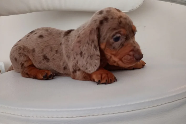 Dachshund (Miniature Smooth Haired)