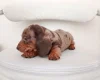 Dachshund (Miniature Smooth Haired)