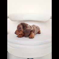Dachshund (Miniature Smooth Haired)