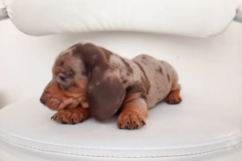 Dachshund (Miniature Smooth Haired)