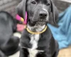 Mixed Breed