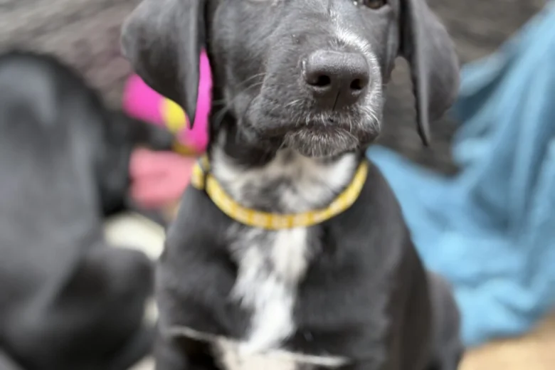 Mixed Breed