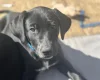 Mixed Breed