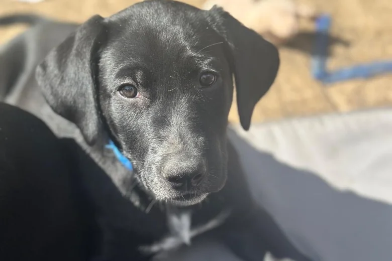 Mixed Breed