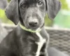 Mixed Breed