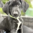 Mixed Breed