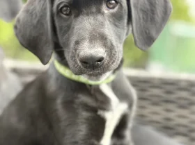 Mixed Breed