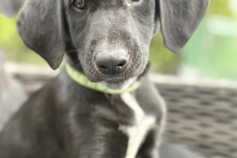 Mixed Breed