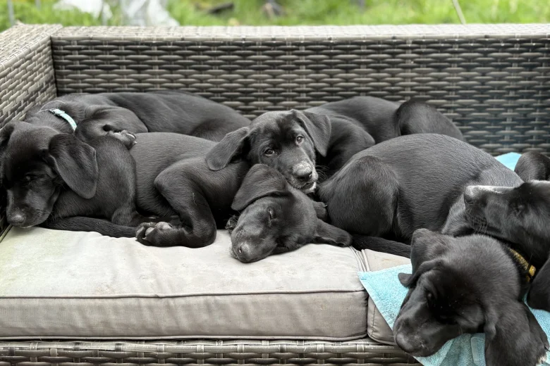 Mixed Breed