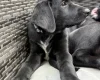 Mixed Breed