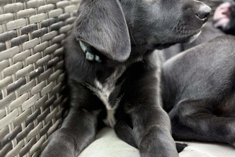 Mixed Breed