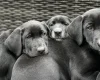 Mixed Breed