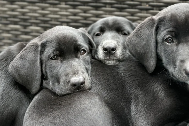 Mixed Breed