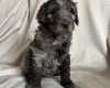 Labradoodle