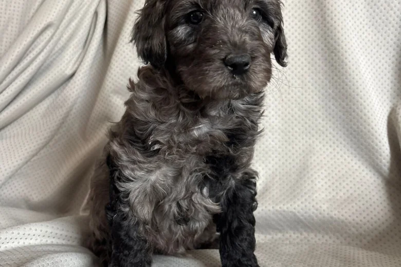 Labradoodle