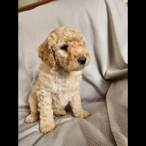 Labradoodle
