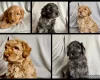 Labradoodle