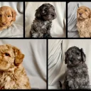 Labradoodle