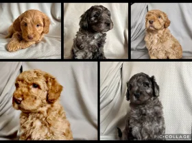 Labradoodle