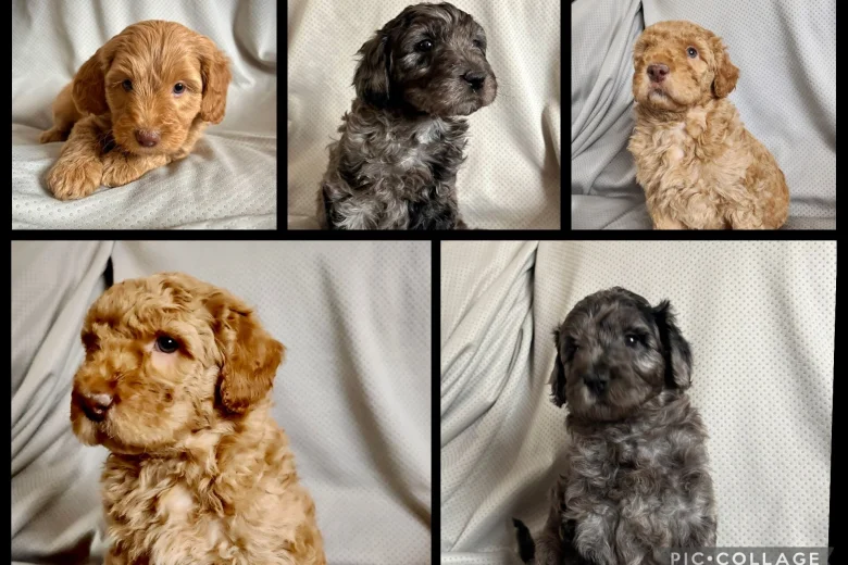 Labradoodle