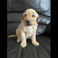 Labradoodle