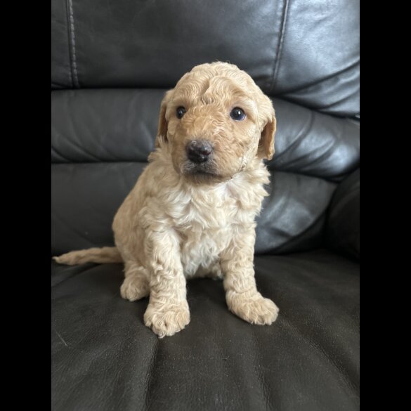 Labradoodle