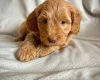 Labradoodle