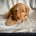 Labradoodle